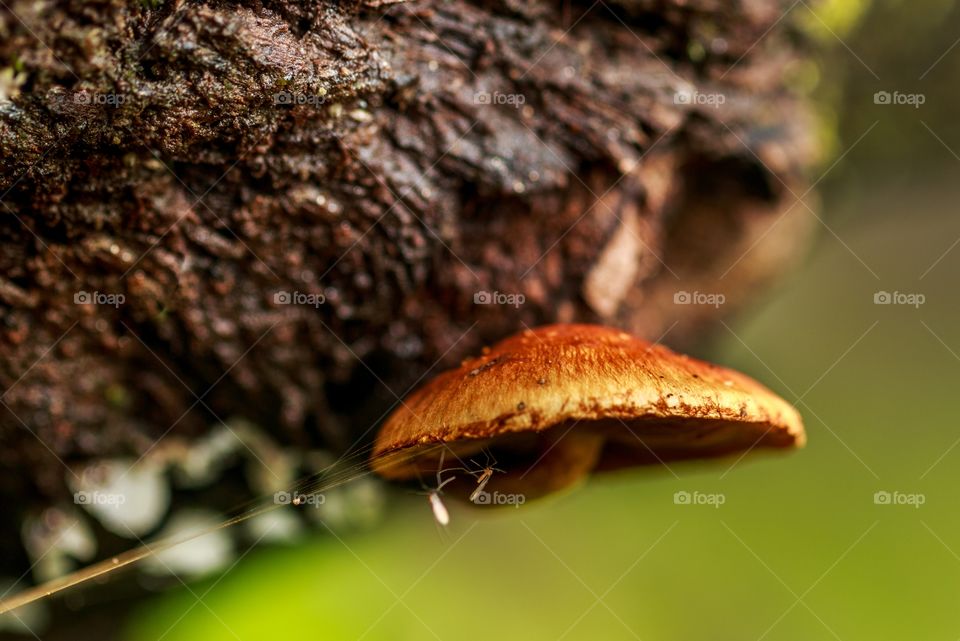 monsoon, mushroom and mosquitoes 🙂