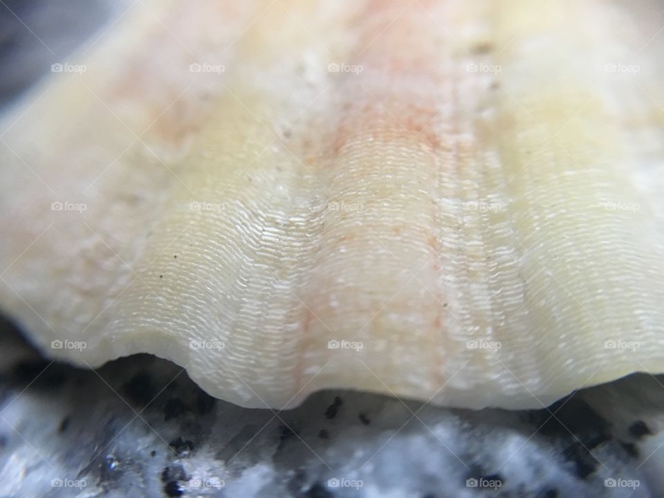 Sea shell structure close up