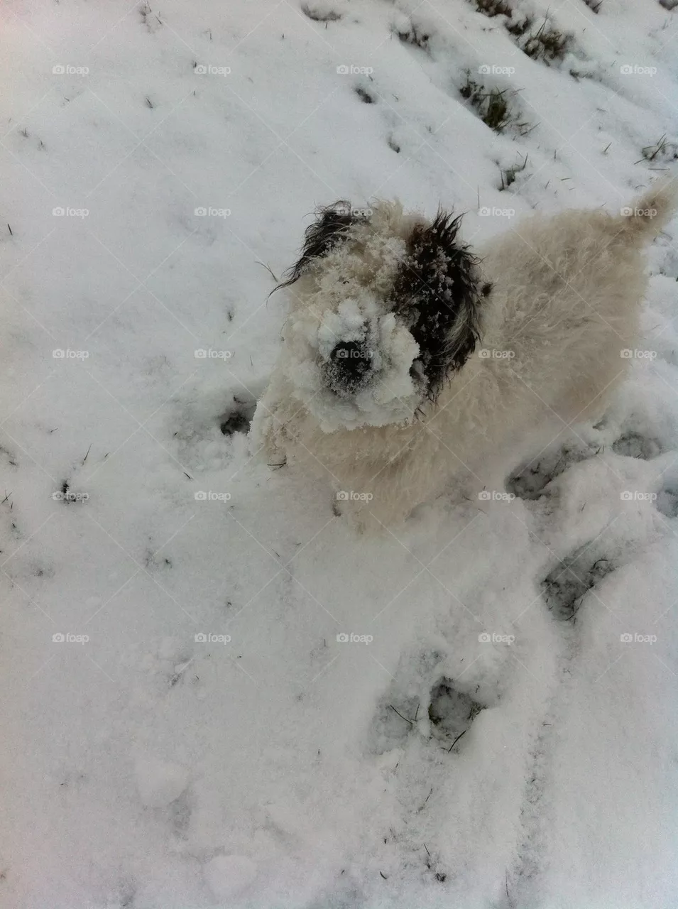 dog