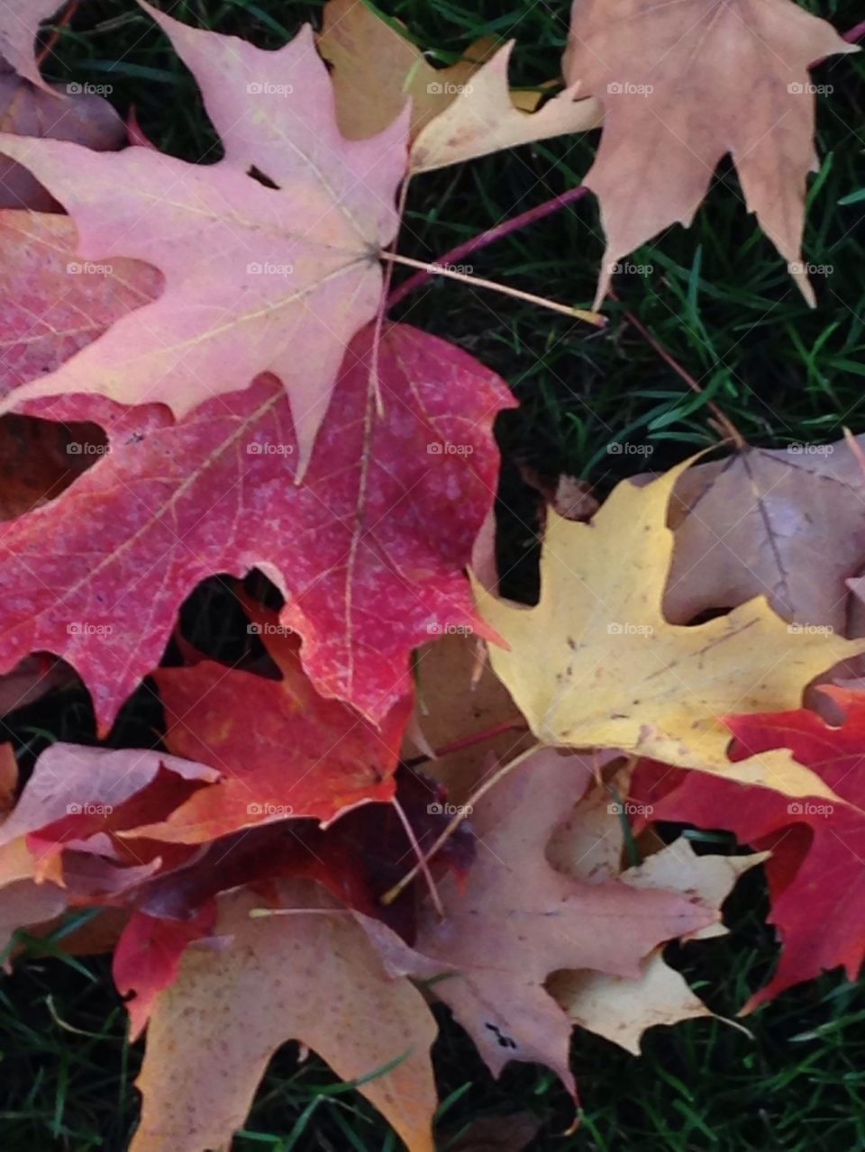 Array of Fall Leaves