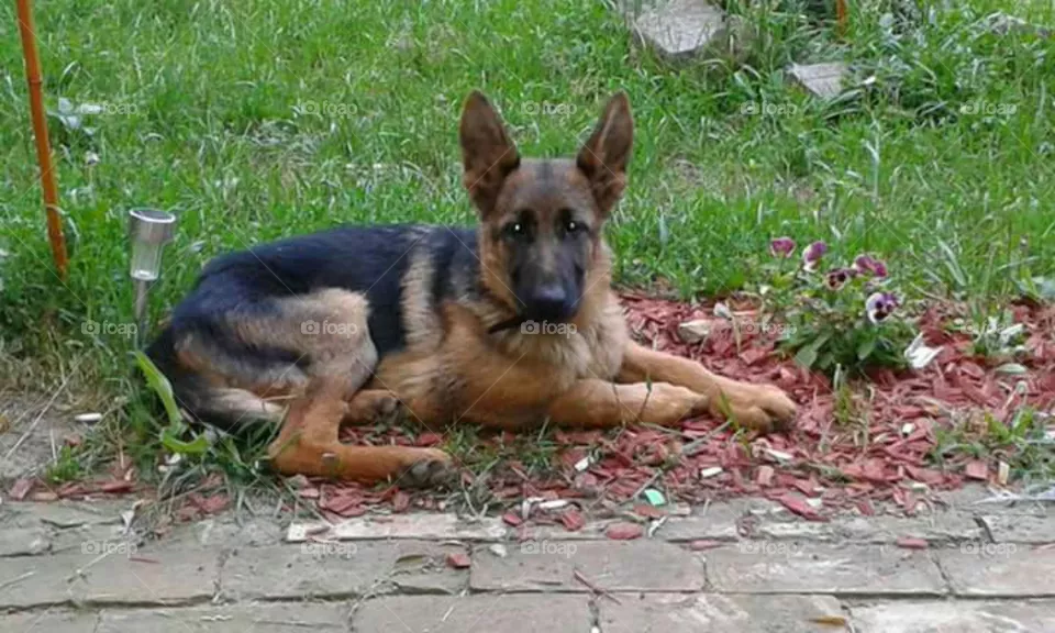 animal