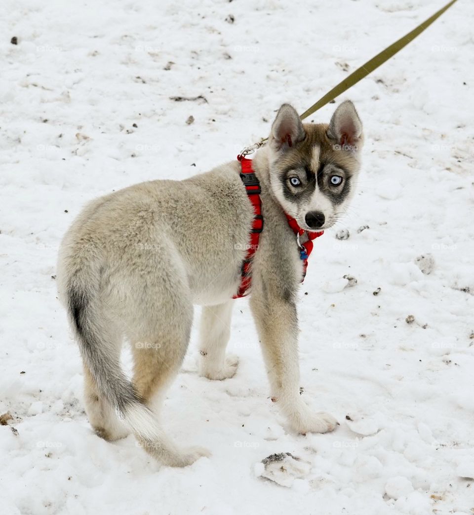 Dog standing on snow