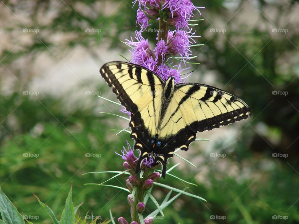 Swallowtail on Purple 