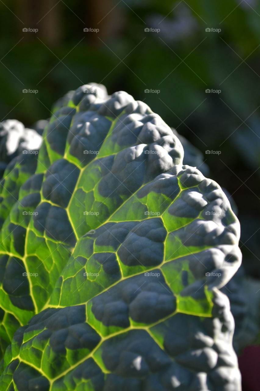 Sunlit Cabbage