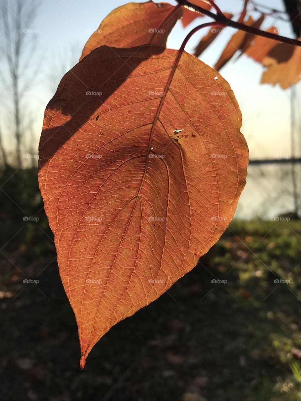 Closeup of an orange Fall leaf