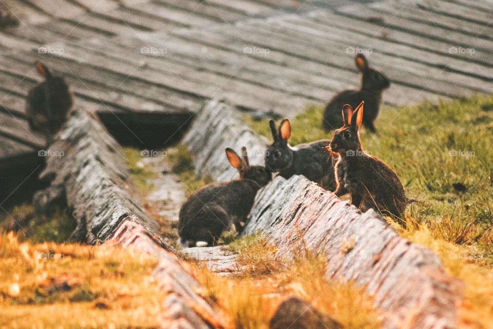 hares at golden hour