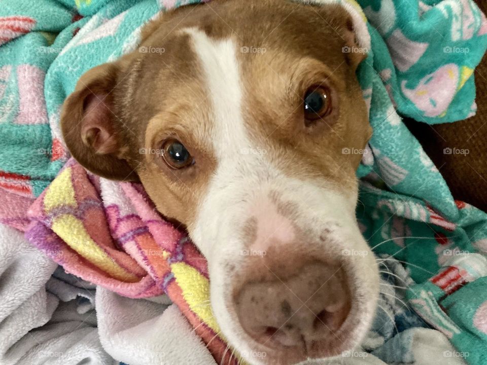 Cute dog in a blanket 