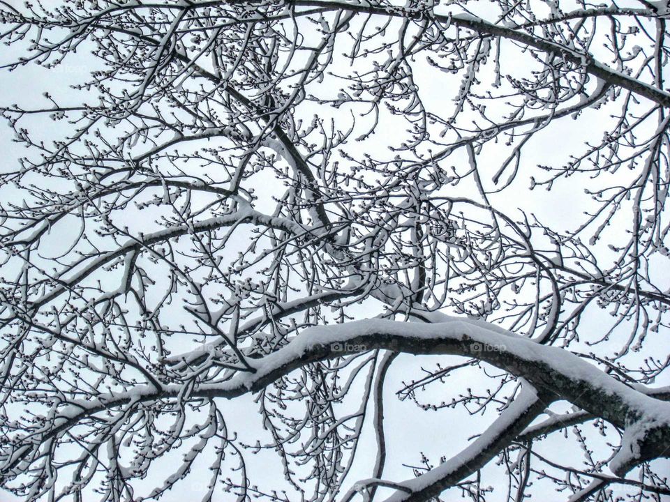 Snowy frozen tree