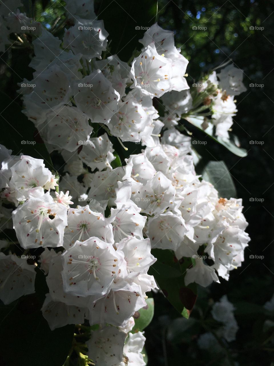 White Mountain Laurel in sunlight 