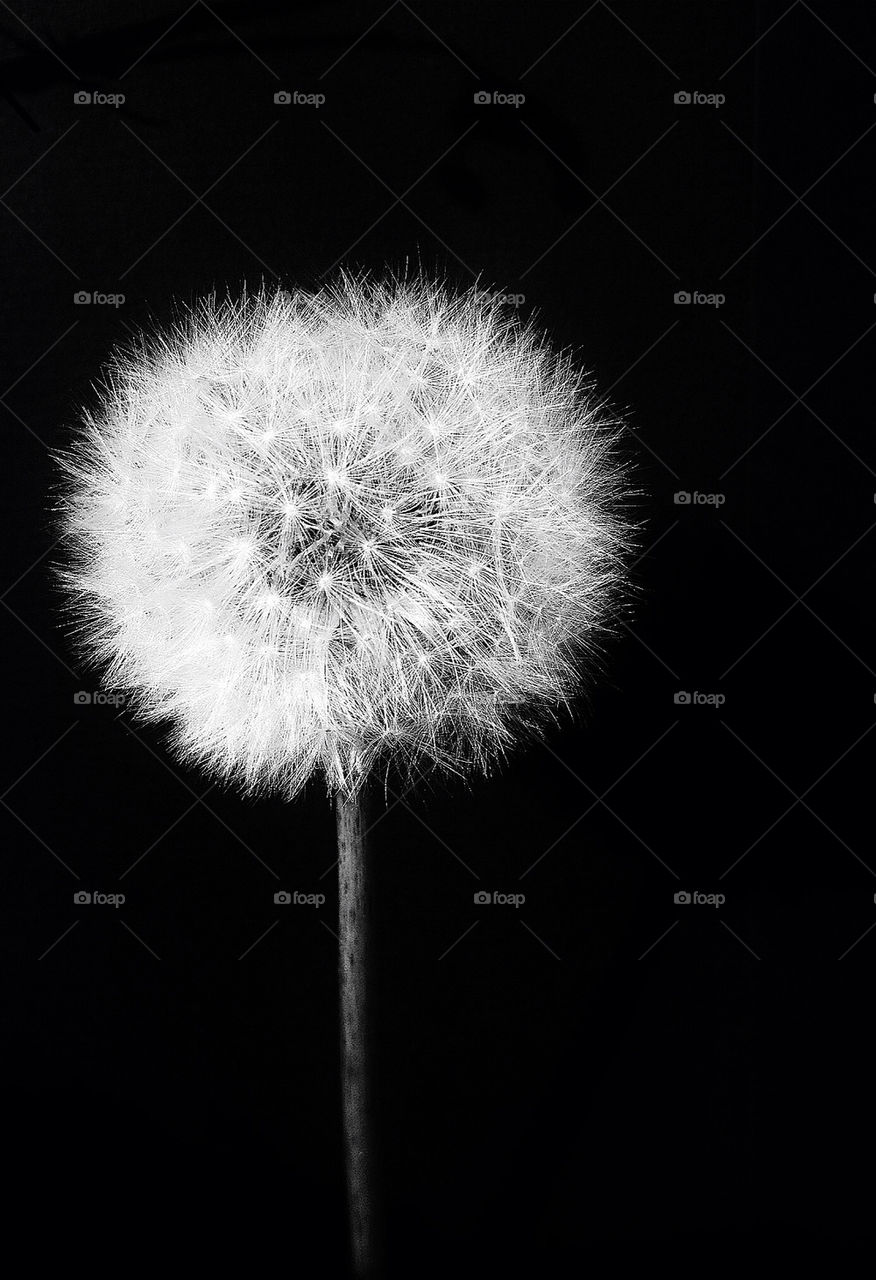 DANDELION