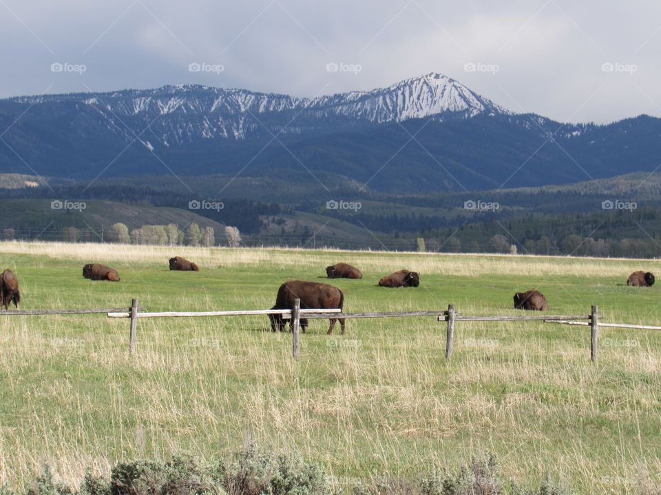 Bison in a pasture 