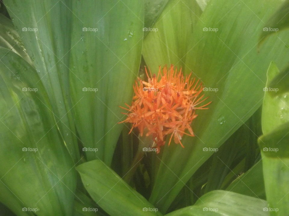 Orange Tropical Flower