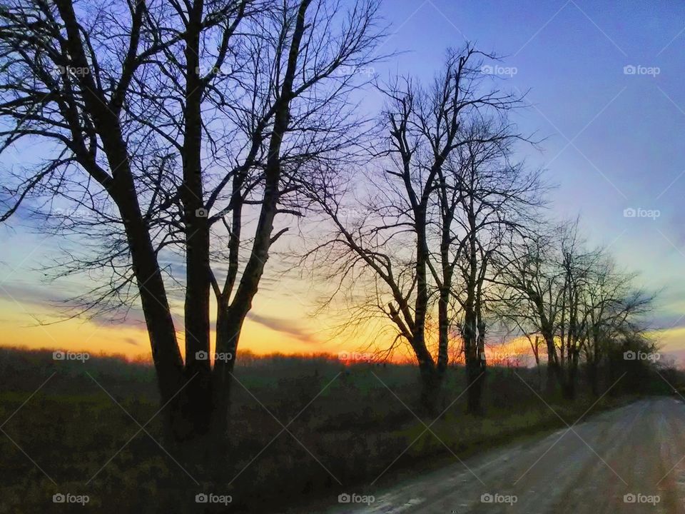 rows of trees next to a dirt road under blue and orange sky