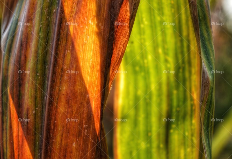 No Person, Nature, Leaf, Flora, Growth
