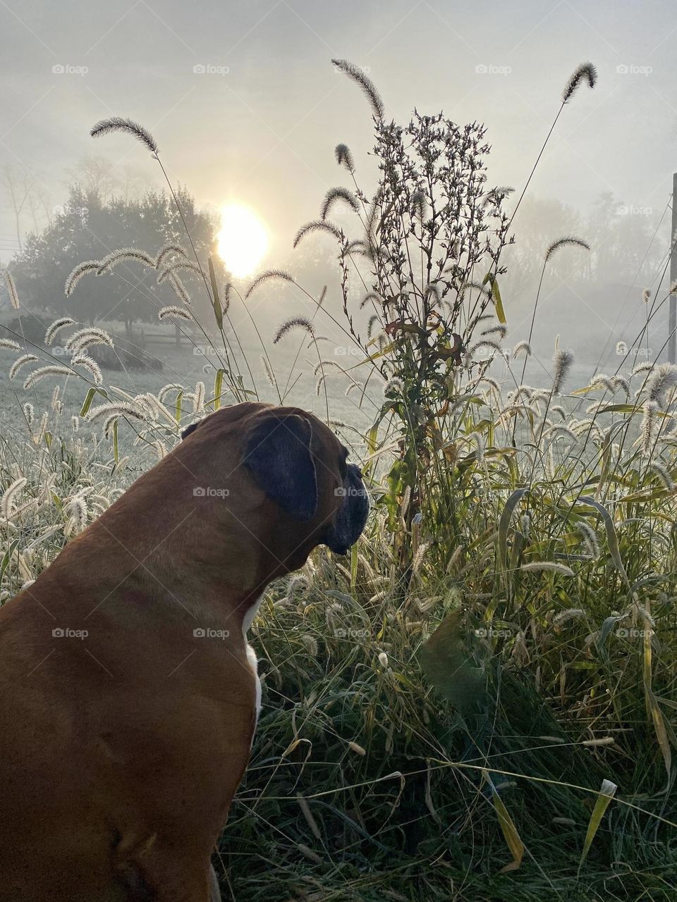 Dog sitting and enjoying the foggy morning