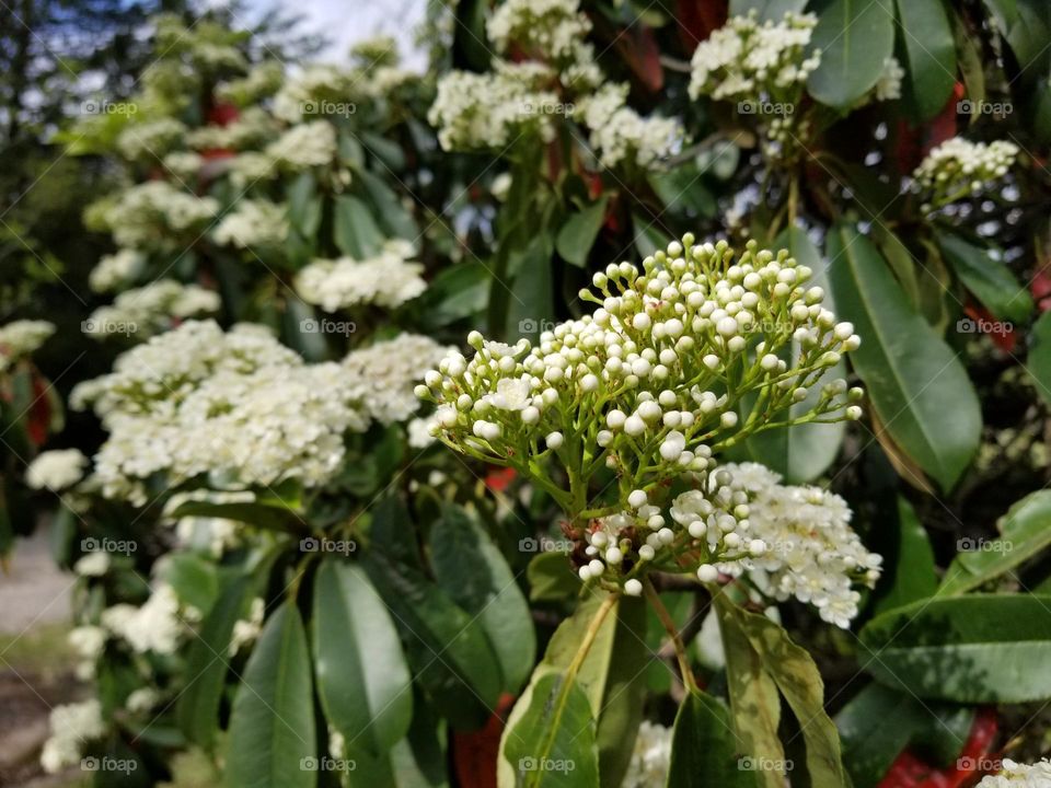 Buds on a Red Tip Photinia