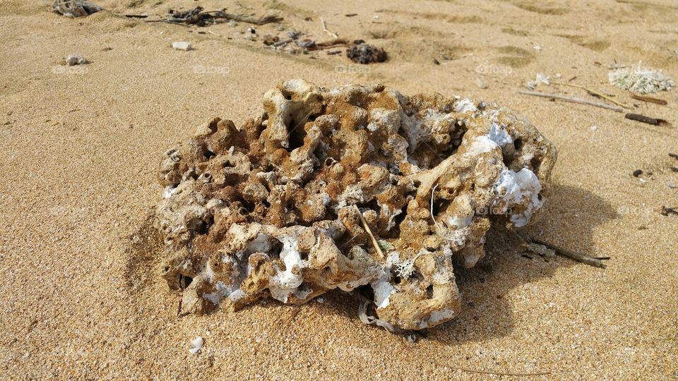 dead coral