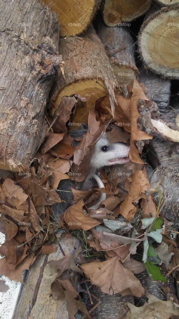Was rearranging my wood pile and found this cute little critter all comfy in it's little nest...left him/her alone as it was young and probably just off it's mom...