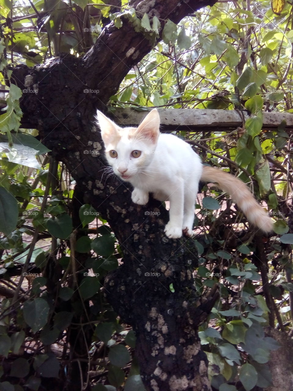 small kitty in the tree