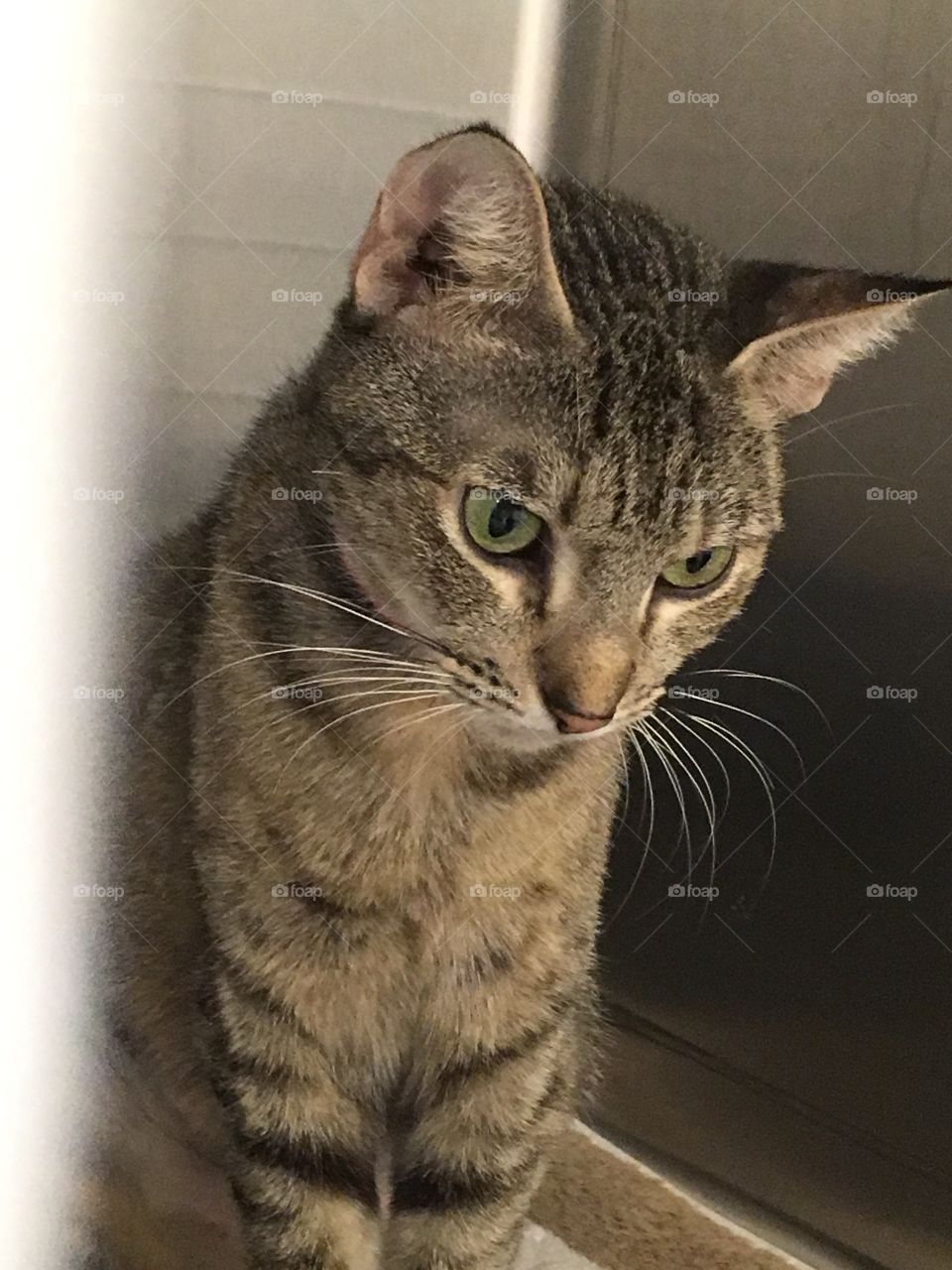 Cat up for adoption at PetSmart 