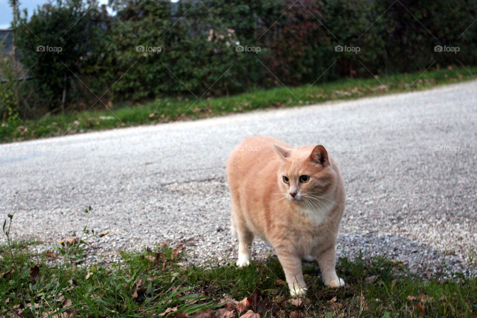 orange cat on path