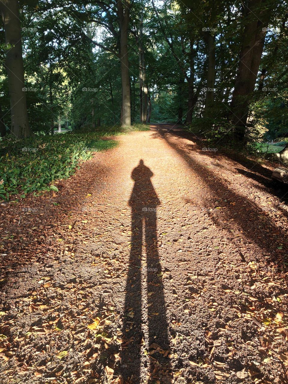 Morning walk in the forrest