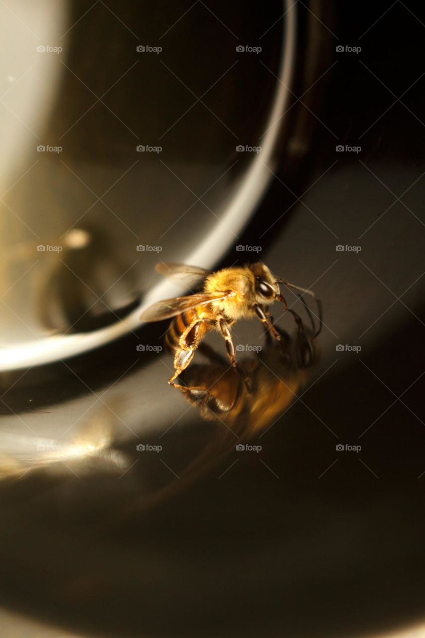 Abelha na xícara