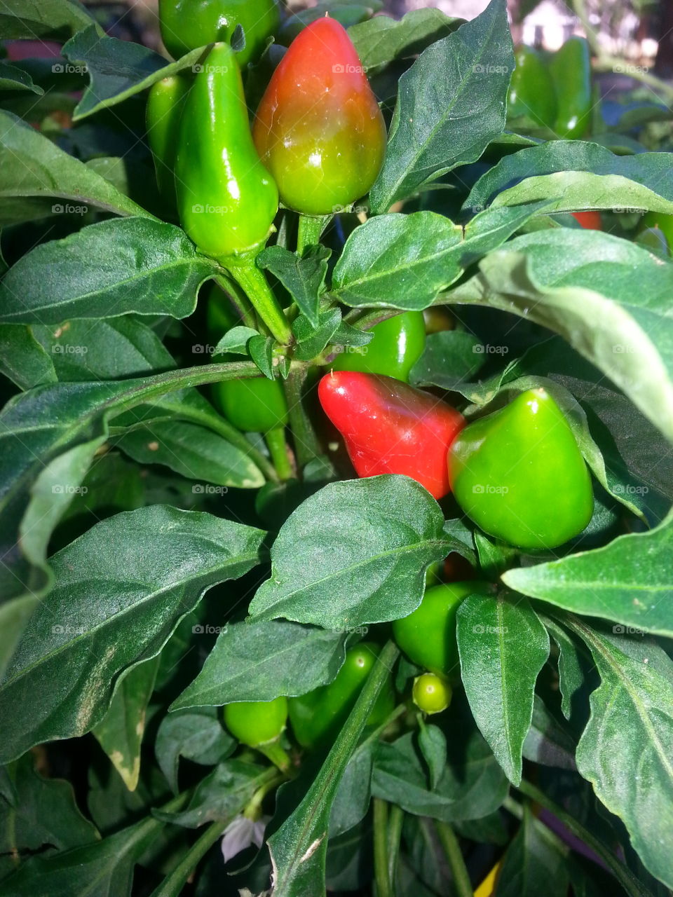 Peppers