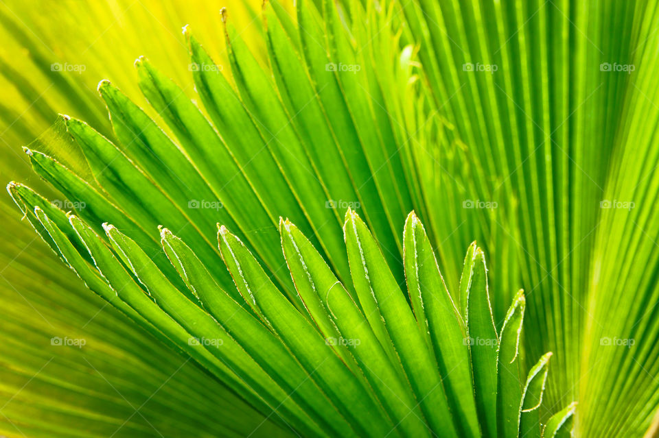beautiful nature, palm leaf