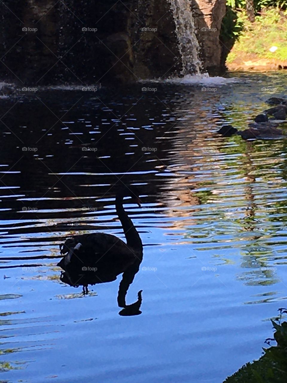 Black Swan in Paradise 