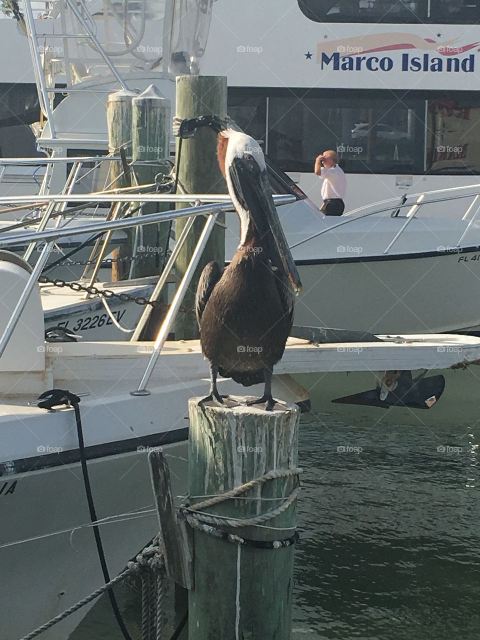 Pelican on the water 