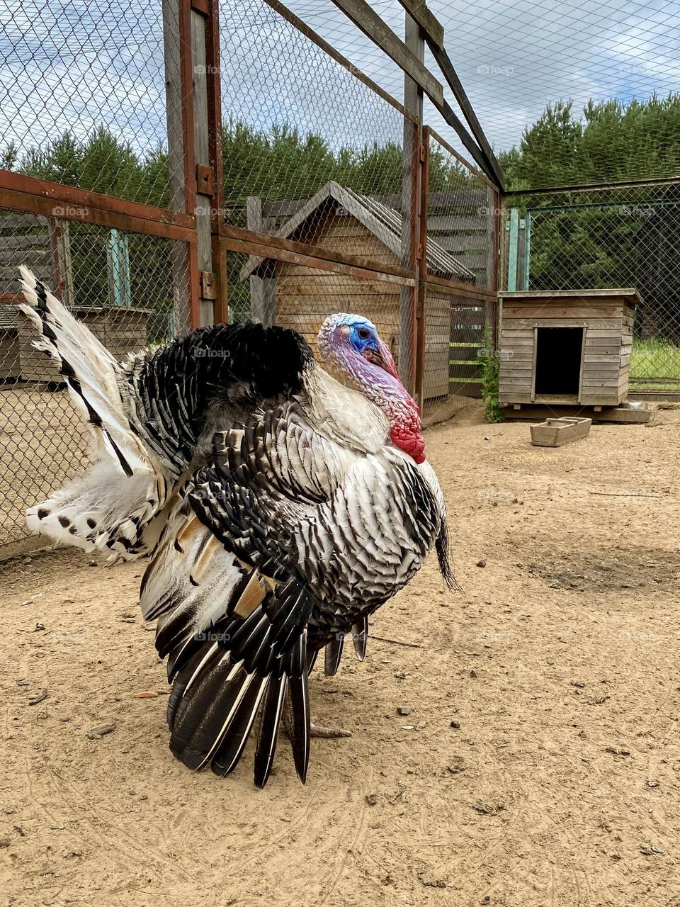 Turkey walks in the yard