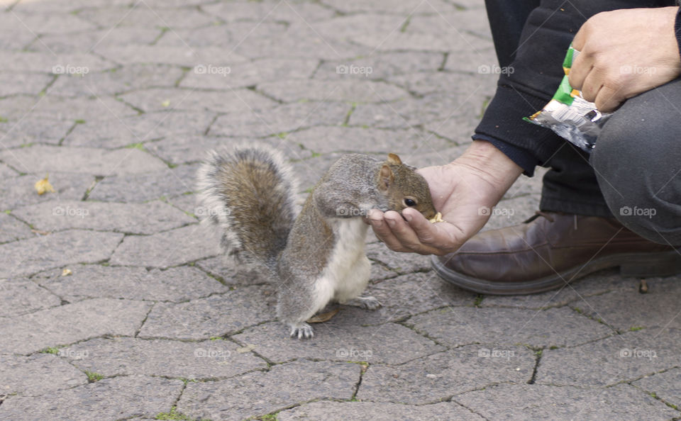 Cute squirrel eating out of hand