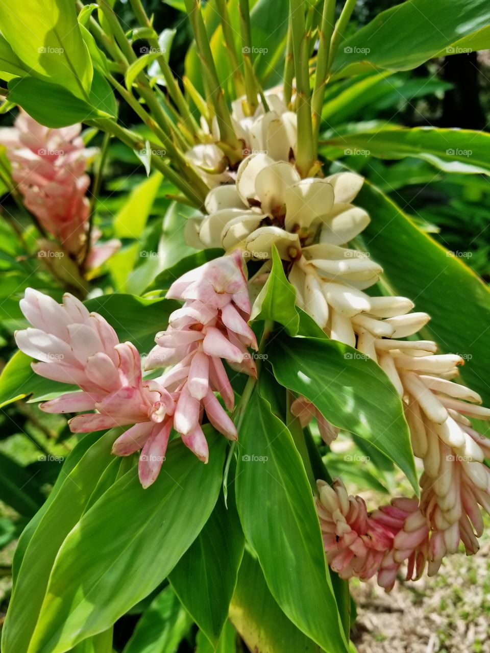 Some beautiful pinkish and white flower in tropical St Lucia