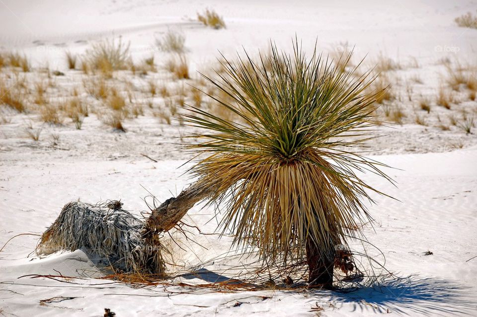 White sands