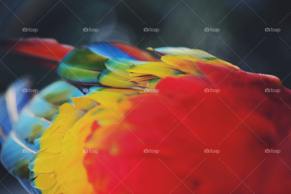 Close-up of macaw feathers