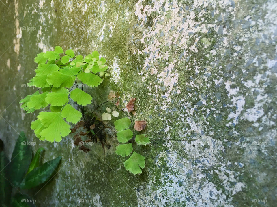 Little fern and moss on dirty wall