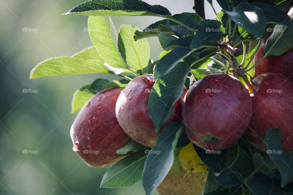 Morning dew on apples