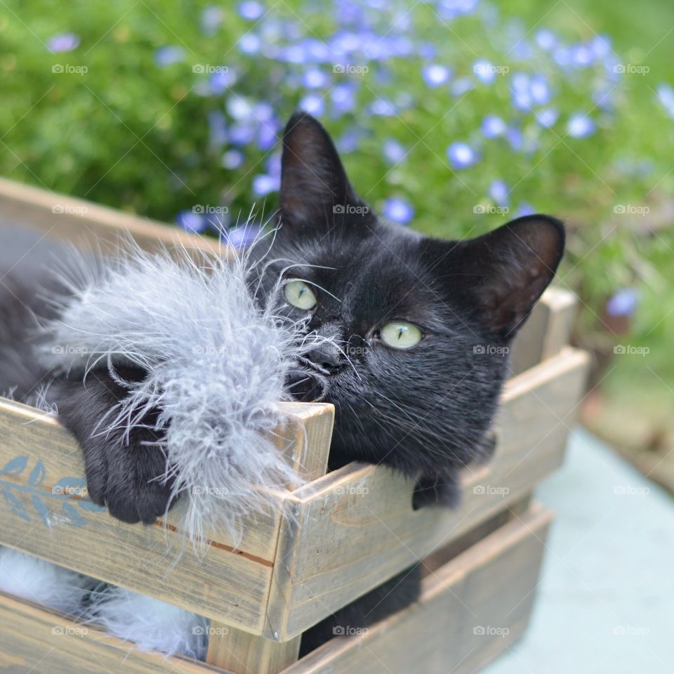 Black cat in wooden box