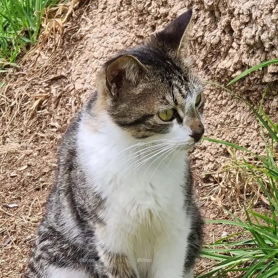 focus