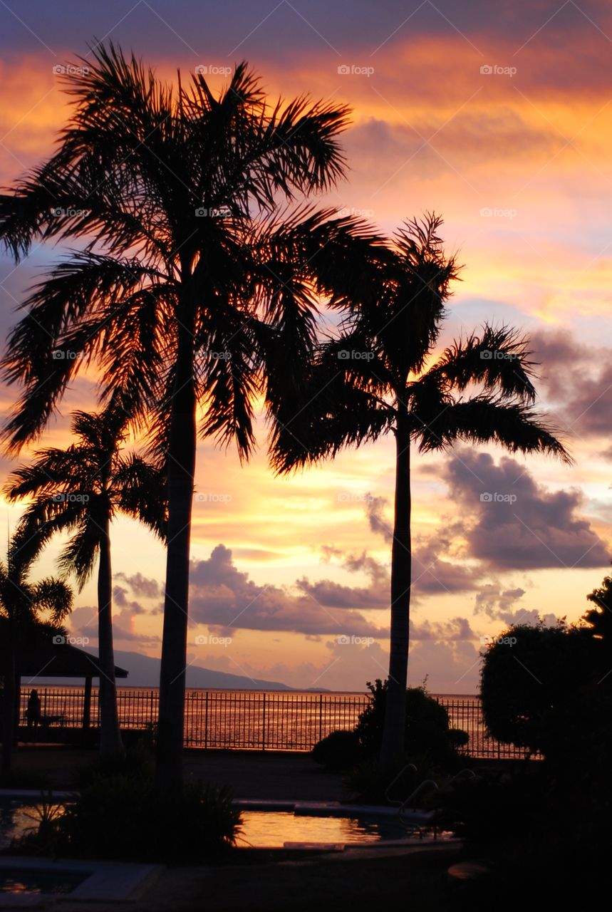 Coconut palm trees at beach