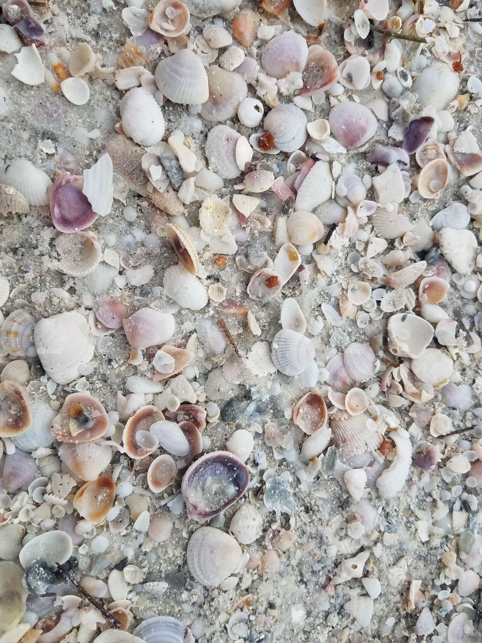 Weather seashell on beach
