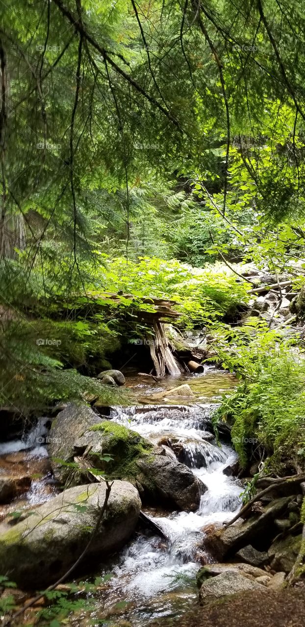 creek flowing over rocks surrounded by green foliage and trees on a sunny summer day hike