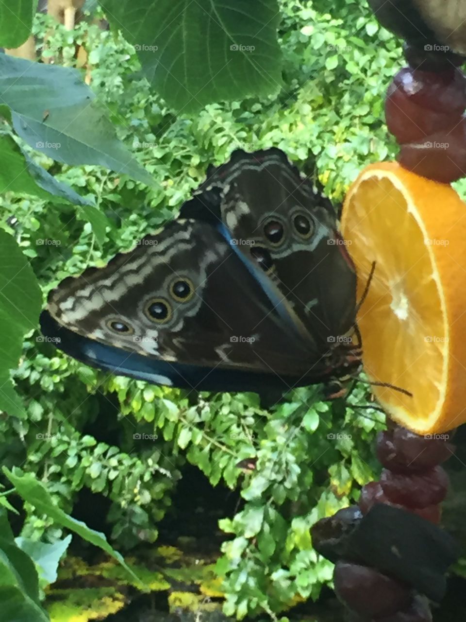 Butterfly upon an orange 