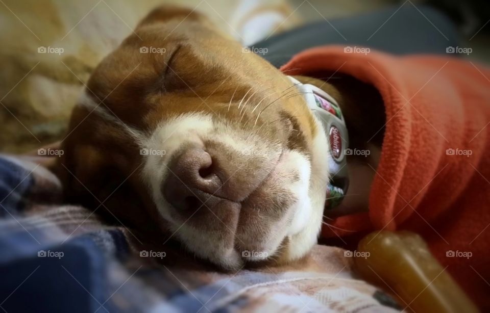 A sweet puppy asleep on her owners lap smiling