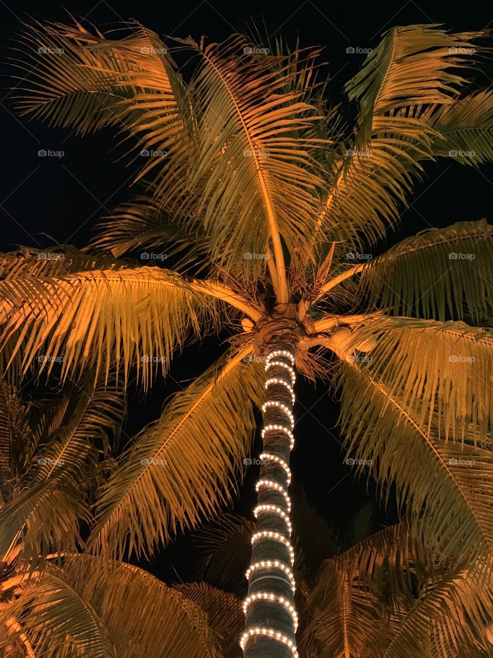 Palm tree lit up at night