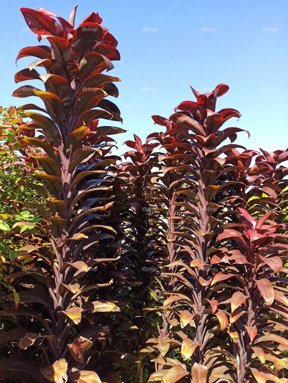 Portrait of red flowers.