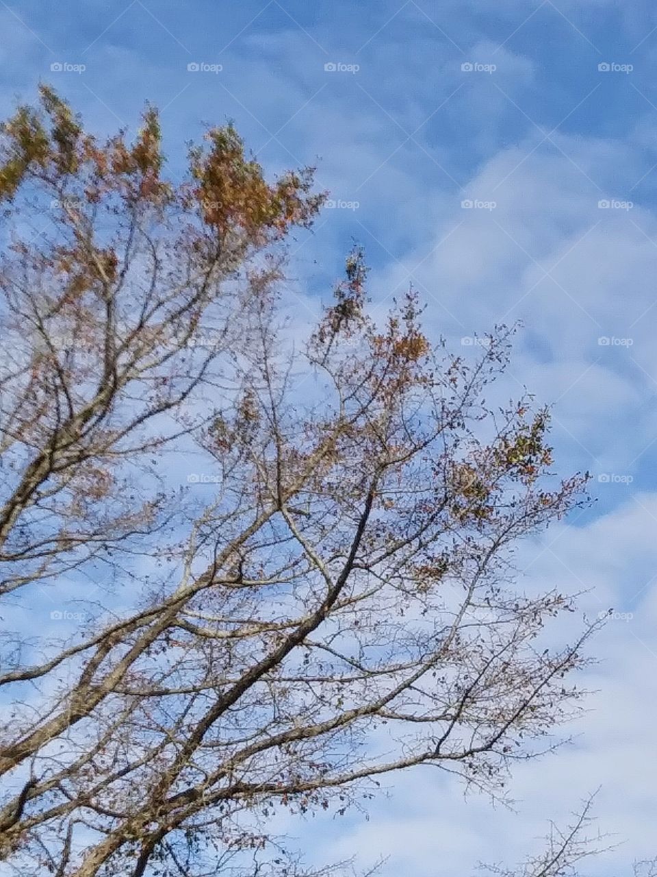 autumn tree and light clouds