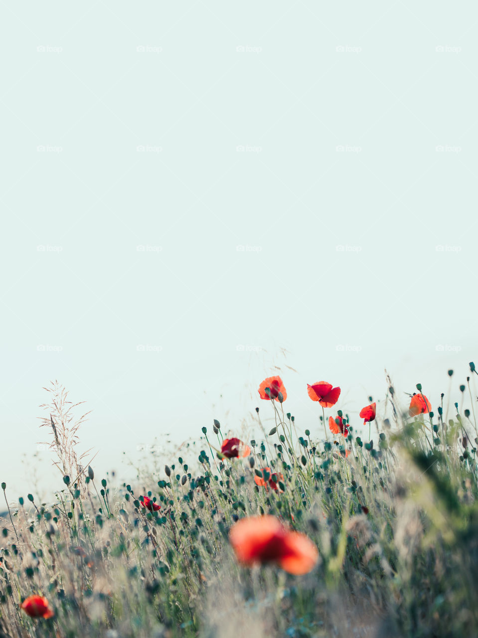 Poppies flowers and other plants in the field. Flowery meadow flooded by sunlight in the summer