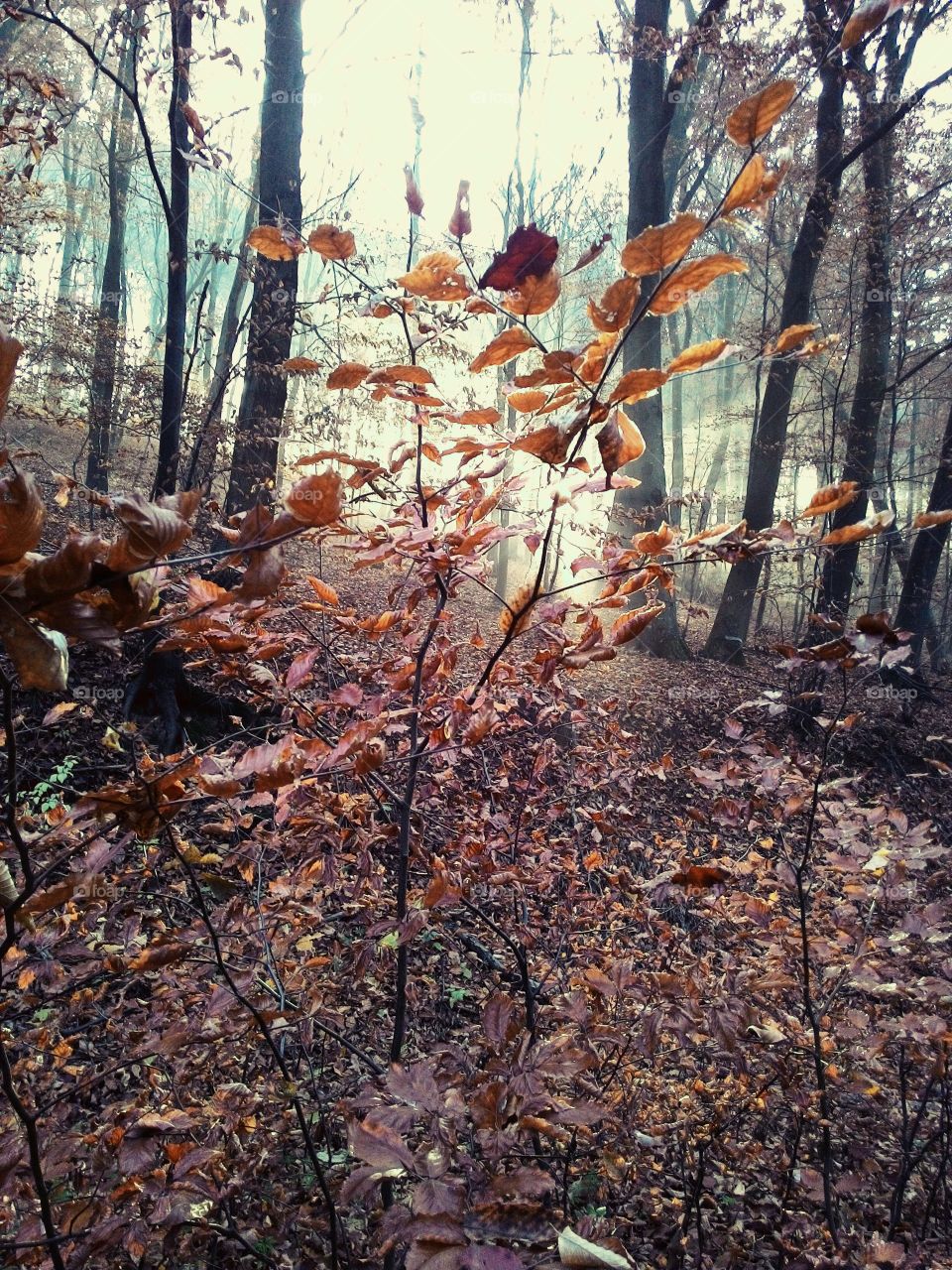 Mysterious forest